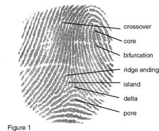 http://www.uh.edu/engines/fingerprint_minutiae.jpg